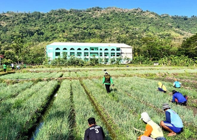 Panen Perdana Berbuah Hasil, LDII Bayat Optimistis Kembangkan Pertanian Modern