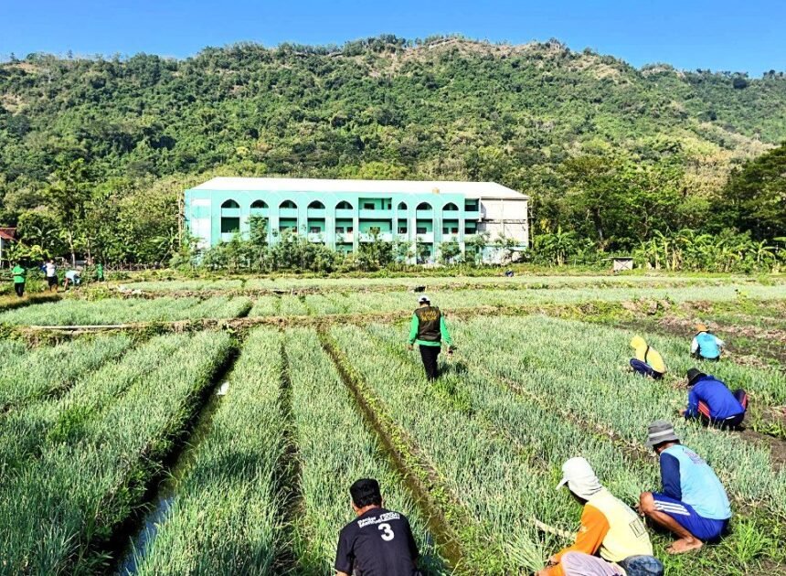 Panen Perdana Berbuah Hasil, LDII Bayat Optimistis Kembangkan Pertanian Modern